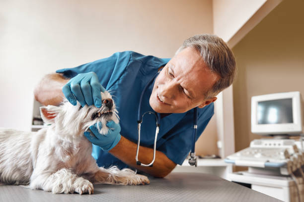 Best Broken or Chipped Tooth Repair in Penn Farms, PA